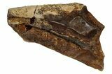 Fossil Triceratops Shed Tooth - Montana #350682-1